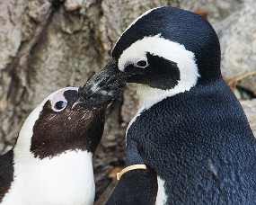 Buddy & Pedro, Penguin Gay yang Terpaksa Dipisahkan