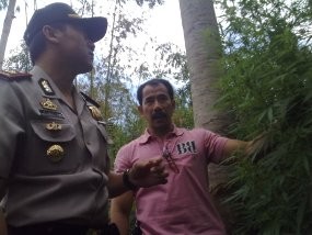 Wah! Ada Kebun Ganja di Garut