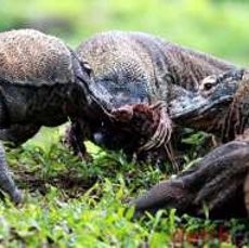 Jangan Biarkan Komodo Jadi Komoditas Bisnis dan Politik