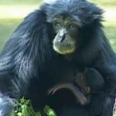 11-11-11, Koleksi Siamang Ke-11 KBS Berumur 11 Hari