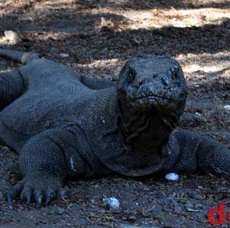 Menang di New7Wonders, Pulau Komodo Bakal Berbenah Diri