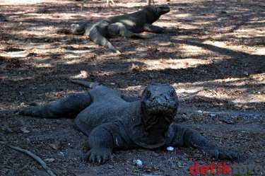 Menang di New7Wonders, Pulau Komodo Bakal Berbenah Diri