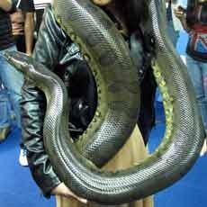 Ada Anaconda di Tunjungan Plaza