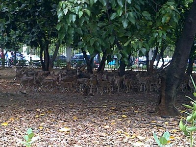 Kolam Kering, Rusa di Monas Kehausan