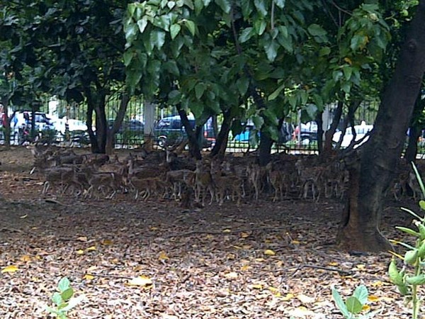 Kolam Kering, Rusa di Monas Kehausan