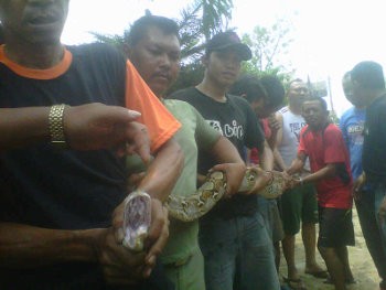 Hiii! Gerombolan Ular Sanca Teror Warga Cakung