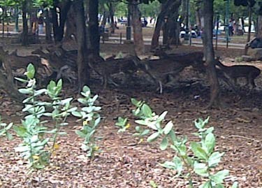 DPRD DKI Minta Pemprov Urus Rusa Di Monas Sepenuh Hati