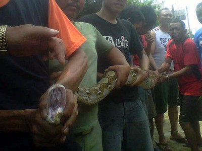Ular Sanca Teror Warga Cakung