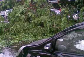 Hujan Angin, Harrier & Taksi Tertimpa Pohon di Kemang