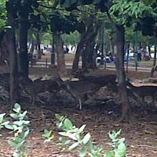 Sebagian Rusa di Monas Akan Dipindah ke Ragunan Pagi ini