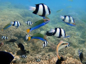 Keindahan Taman Laut di Gili Nanggu