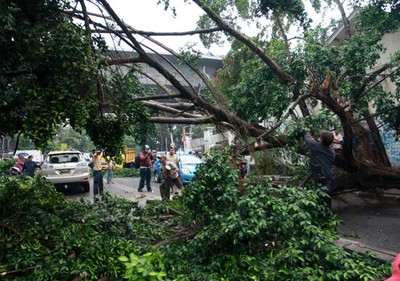 Pohon Tumbang Timpa Mobil