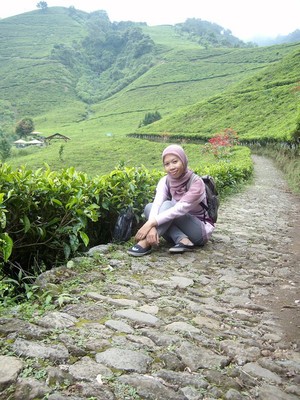 kaligua berkabut