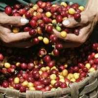 RI Butuh 15 Tahun Lagi Jadi Produsen Kopi No.1 Dunia