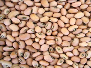 Kacang Tunggak, si Mungil yang Kaya Nutrisi
