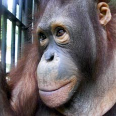 Polri Selidiki Keterlibatan Jenderal Dalam Pembantaian Orang Utan