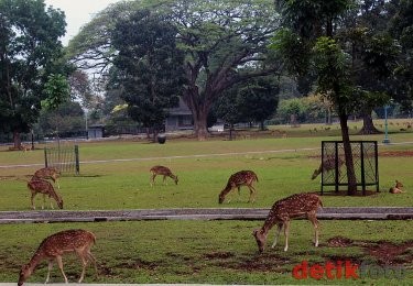 Segaaar! Kolam Baru Guyur Dahaga Rusa di Monas