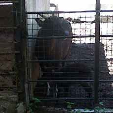 Koleksi Anoa Kebun Binatang Surabaya Bertambah