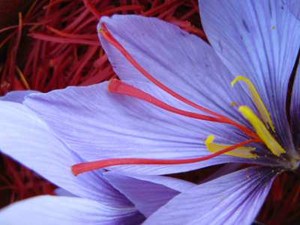 Saffron Si Benang Emas yang Semerbak