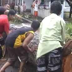 Pohon dan Tiang Listrik di Kediri Roboh Diterjang Puting Beliung