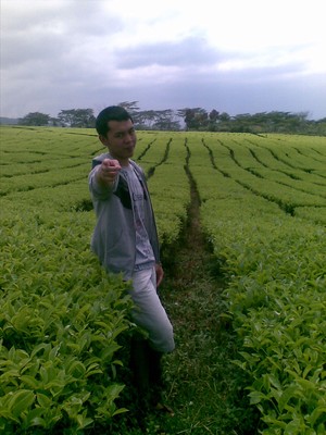 gunung teh