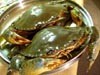 Memilih Kepiting Hidup