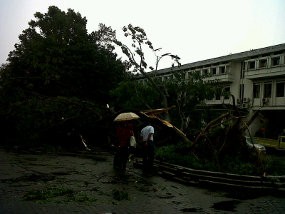 Bruk! Pohon yang Ditanam Dada Rosada Ambruk di Balaikota