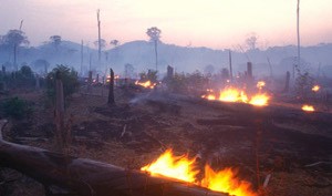 Wah! Penggundulan Hutan di Indonesia Tertinggi ke-2 di Dunia