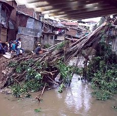 Pohon Tumbang di Braga, 7 Rumah Rusak