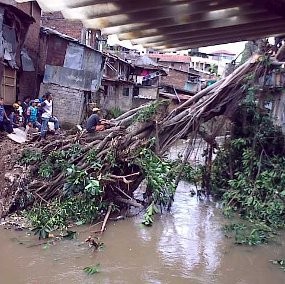 Pohon Tumbang di Braga, 7 Rumah Rusak