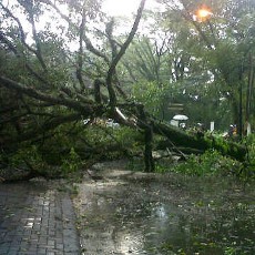 Selama November ini, 14 Pohon di Bandung Tumbang