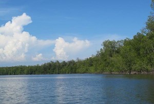 Mangrove TN Rawa Aopa: Mangrove Tercantik di Indonesia
