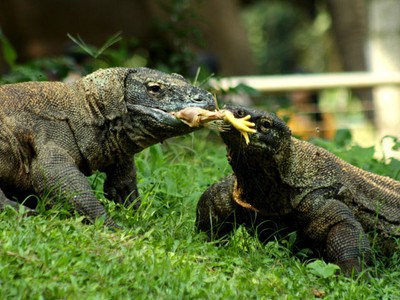 Komodo Berebut Makanan