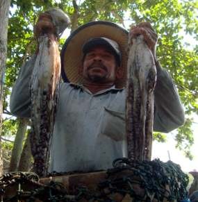 Nelayan Pacitan Lebih Memilih Berburu Gurita