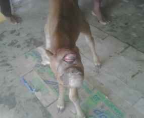 Anak Sapi Bermata Satu Gegerkan Warga Sumenep