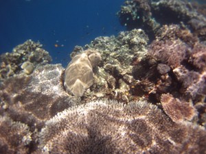 Menjajal Hoga Wakatobi