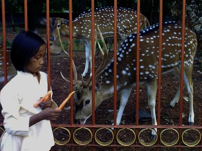 Wisata Gratis Memberi Makan Rusa