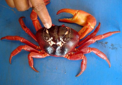 Kepiting Mirip Ular Kobra Gegerkan Pacitan