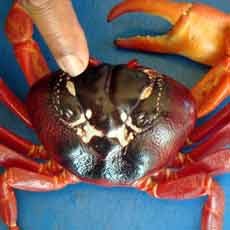 Sebelum Menemukan Kepiting Kobra, Pemilik Rumah Mimpi Aneh