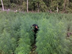 Menyemai Benih Cannabis Sativa di Ladang Terlarang