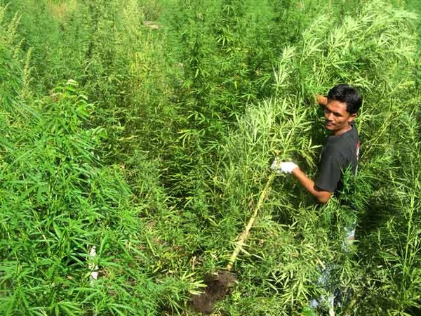 155 Hektar Kebun Ganja Ditemukan di Aceh