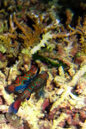 House Reef Maratua Tempat Ikan Mandarin Berdansa 