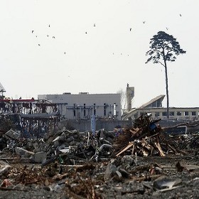 Pohon Pinus Jadi Simbol Harapan Jepang Setelah Tsunami