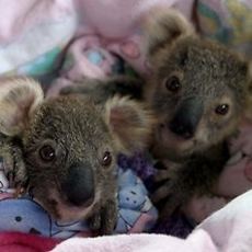 Aiiihh... Koala Pun Jadi Bintang Reality Show