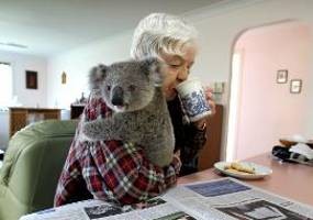 Aiiihh... Koala Pun Jadi Bintang Reality Show