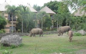Jerapah dan Anak Singa Afrika Ramaikan Satwa Bali Safari