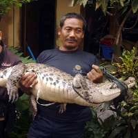 Mudayanto Enggan Serahkan Buaya Temuannya ke Kebun Binatang