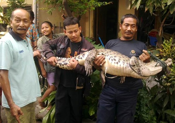 Warga Tangkap Buaya Liar
