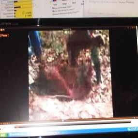 Tulang Rangka Orang Utan Kembali Ditemukan di Perkebunan Sawit di Kaltim