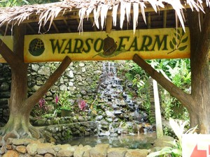 Pesta Durian di Warso Farm